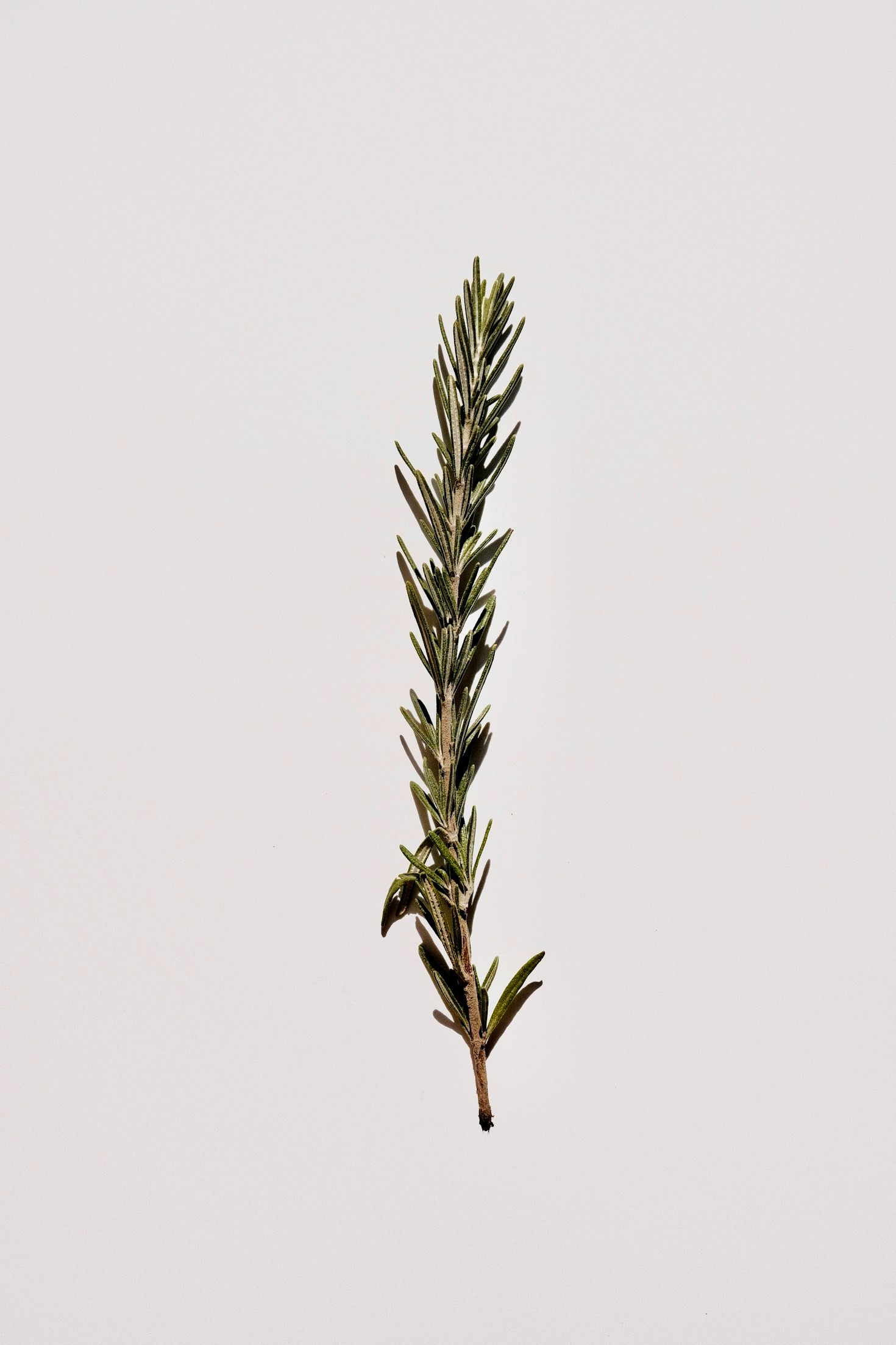 Top Herbal Blends for Boosting Vitality
