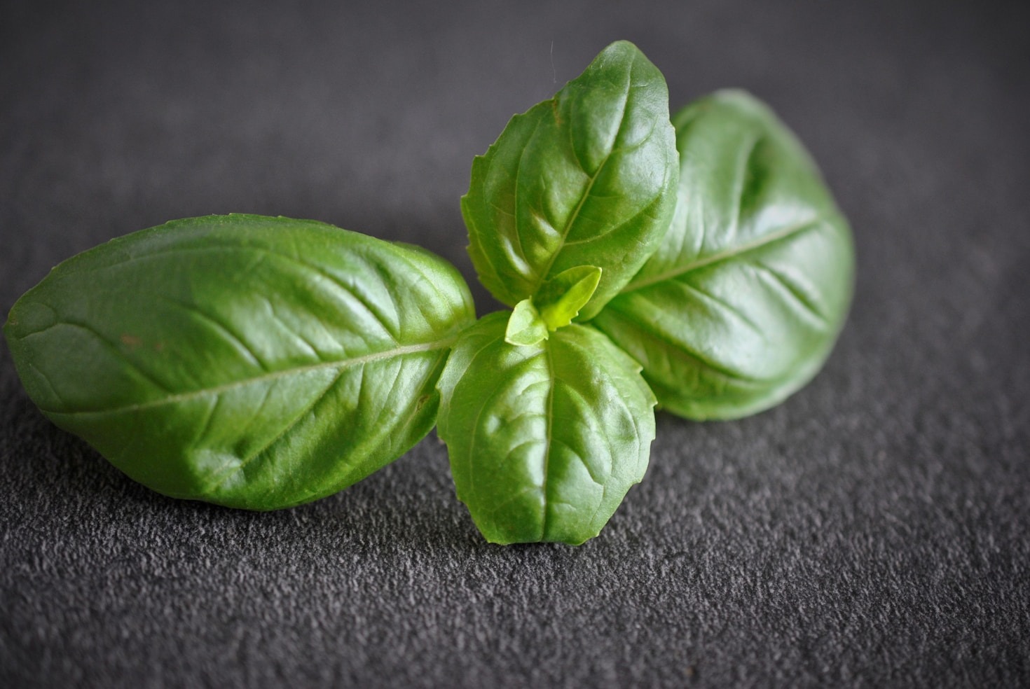 Exploring the World of Herbal Infusions