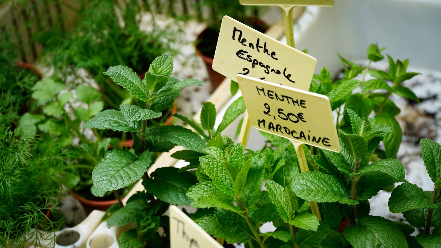 The Perfect Sip: A Guide to Herbal Tea